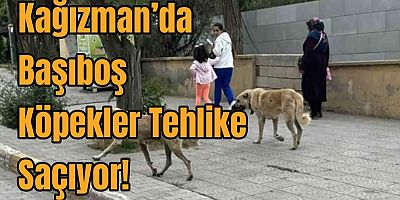 Kağızman’da Başıboş Köpekler Tehlike Saçıyor: Vatandaşlar Yetkililerden Yardım Bekliyor