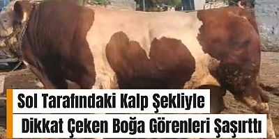 Sol Tarafındaki Kalp Şekliyle Dikkat Çeken Boğa Görenleri Şaşırttı