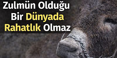 Zulmün Olduğu Bir Dünyada Rahatlık Olmaz